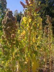 Chenopodium quinoa