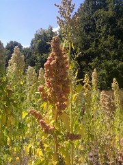 Chenopodium quinoa
