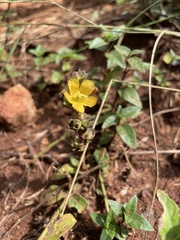 Alectra orobanchoides