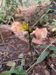 Alectra orobanchoides