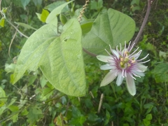 Passiflora rubra