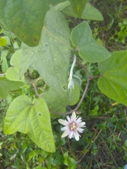 Passiflora rubra