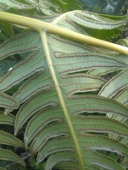 Cyathea horrida