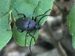 Capnochroa fuliginosa