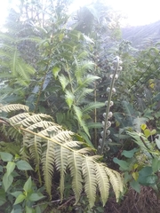 Cyathea horrida