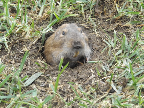 Goldman's Pocket Gopher