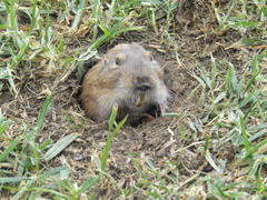 Goldman's Pocket Gopher photo 3