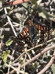 Euphydryas chalcedona hennei