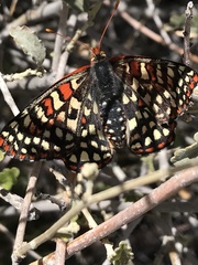 Euphydryas chalcedona hennei