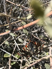Euphydryas chalcedona hennei