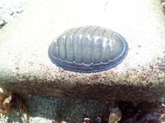 Chiton magnificus
