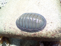 Chiton magnificus
