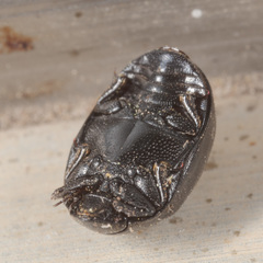 Nosodendron unicolor