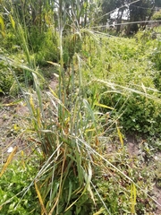 Hordeum vulgare