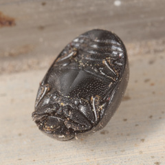 Nosodendron unicolor