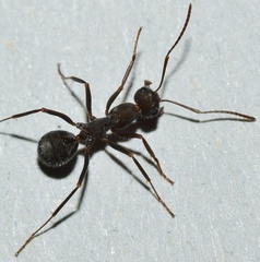 Iberoformica subrufa