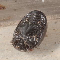 Nosodendron unicolor