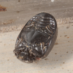 Nosodendron unicolor