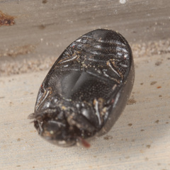 Nosodendron unicolor