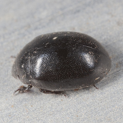 Nosodendron unicolor