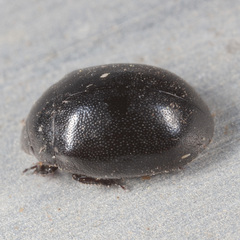 Nosodendron unicolor