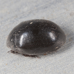 Nosodendron unicolor