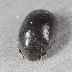Nosodendron unicolor