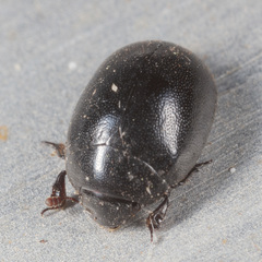 Nosodendron unicolor