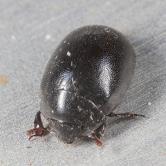 Nosodendron unicolor