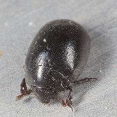 Nosodendron unicolor