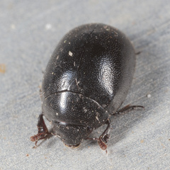 Nosodendron unicolor