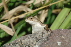 Sceloporus albiventris