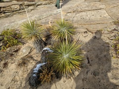 Yucca utahensis