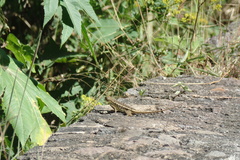 Sceloporus albiventris