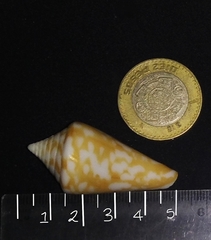 Conus scalaris