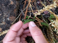 Ivesia sabulosa
