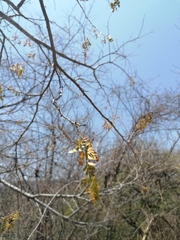 Piptadenia obliqua