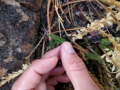 Ivesia sabulosa