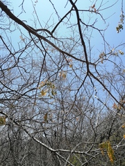 Piptadenia obliqua
