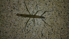 Verophasmatodea