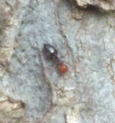 Crematogaster scutellaris