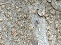 Crematogaster scutellaris
