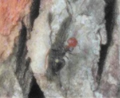 Crematogaster scutellaris