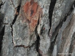 Crematogaster scutellaris