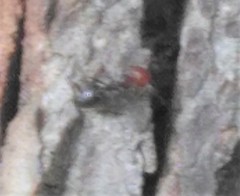 Crematogaster scutellaris