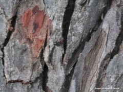 Crematogaster scutellaris