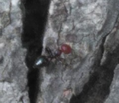 Crematogaster scutellaris