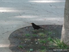 Turdus merula