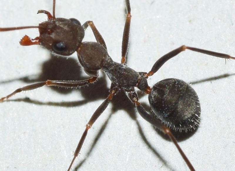 Iberoformica