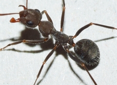 Iberoformica subrufa